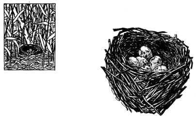 Гнездо камышовой овсянки