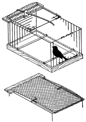 Лучок-самолов на клетке хорошо ловит те виды птиц, которые боятся залезать внутрь бойков
