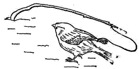 Птица, подвязанная к прутику за крылья