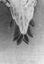 Асимметрия в росте перьев на теле птицы — следствие их случайной утраты (слева), симметричное отрастание перьев свидетельствует о их закономерной замене в процессе линьки (справа)