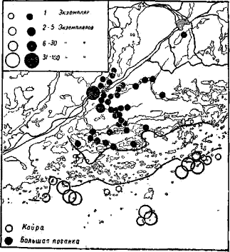 Карта количественного распределения гнездовий кайры  и большой поганки на побережье Финского залива