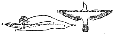 Схема промеров птицы