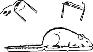 Схема промеров мелких млекопитающих