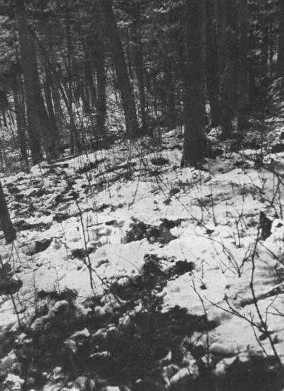 Зимние порои кабанов, собиравших орехи и желуди, упавшие или спрятанные птицами в почве в кедрово-широколиственном лесу