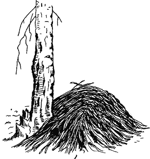 Небольшой стожок ирисового сена у ствола березы — запас даурской сеноставки 