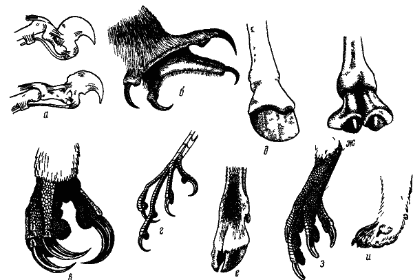Пальцевые органы различных животных 