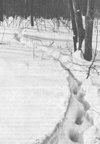 Следовая дорожка кабанов на глубоком снежном покрове 