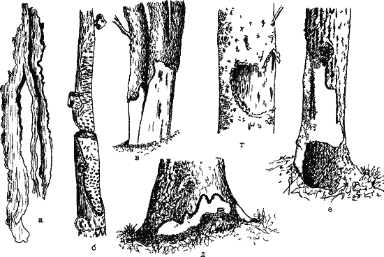 Кора деревьев погрызенная разными животными 