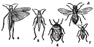 Наколотые насекомые разных отрядов