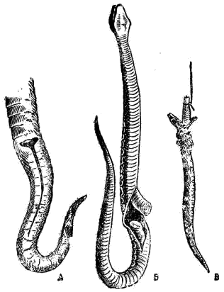 Снимание шкурки со змеи