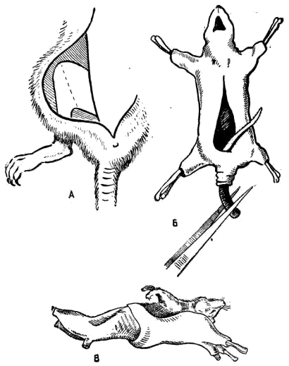 Снимание шкурки с мелкого и среднего млекопитающего