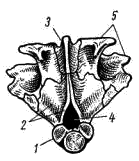 Затылочный отдел осевого черепа судака
