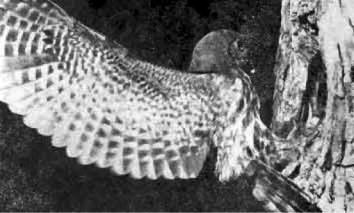 Иглоногая сова - Ninox scutulata