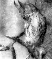 Ошейниковая совка — Otus bakkamoena