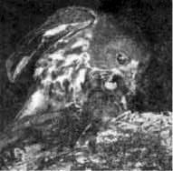 Иглоногая сова - Ninox scutulata