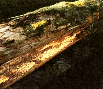 Сушилка норок в трухе гниющего дерева