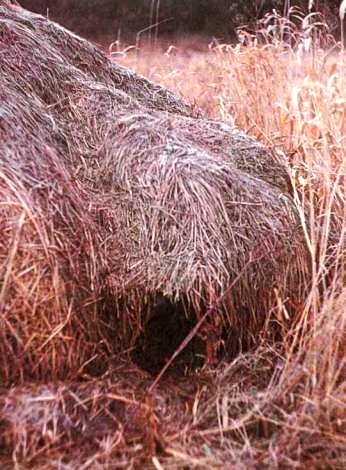 Вход в убежище лесного хорька, устроенное им в стожке сена