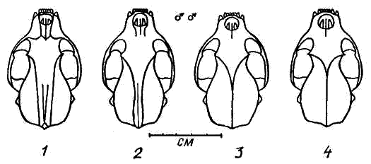 Различия в строении черепа самцов каменной куницы в зависимости от возраста