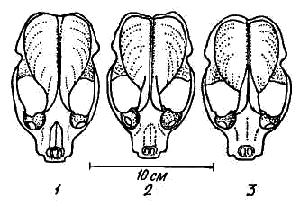 Различия в строении черепа выдры в зависимости от возраста