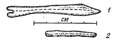 Различия в форме и размерах кости пениса взрослых (1) и молодых (2) самцов выдры 
