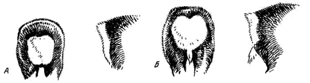 Отличительные половые признаки у самцов (А) и самок (Б) косуль зимой