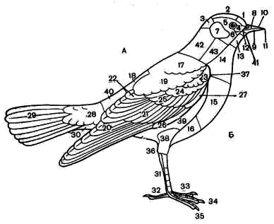 Схема внешнего строения птицы