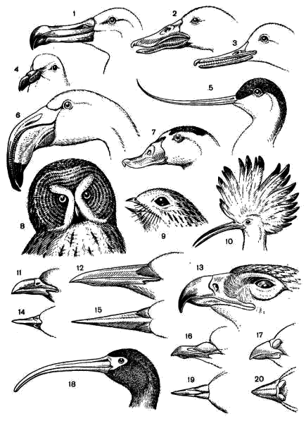 Головы и клювы птиц разных отрядов