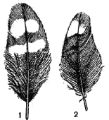 Отдельные плечевые перья  1 - мохноногого сыча; 2 - сплюшки