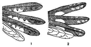 Маховые перья козодоев