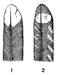 Концы рулевых перьев козодоев 