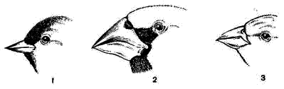 Форма клюва и разрез рта  1 — чижа; 2 — обыкновенного дубоноса; 3 — овсянки
