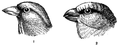 Головы вьюрковых  1 — красного вьюрка; 2 — щура
