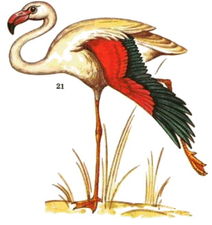 Фламинго — Phoenicopterus roseus