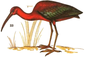 Каравайка — Plegadis falcinellus