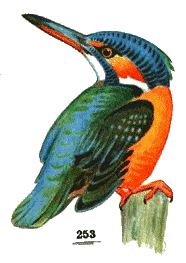 Голубой зимородок — Alcedo attiis