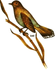 Кустарница — Garrulax lineatus