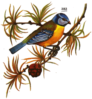 Лазоревка — Parus caeruleus
